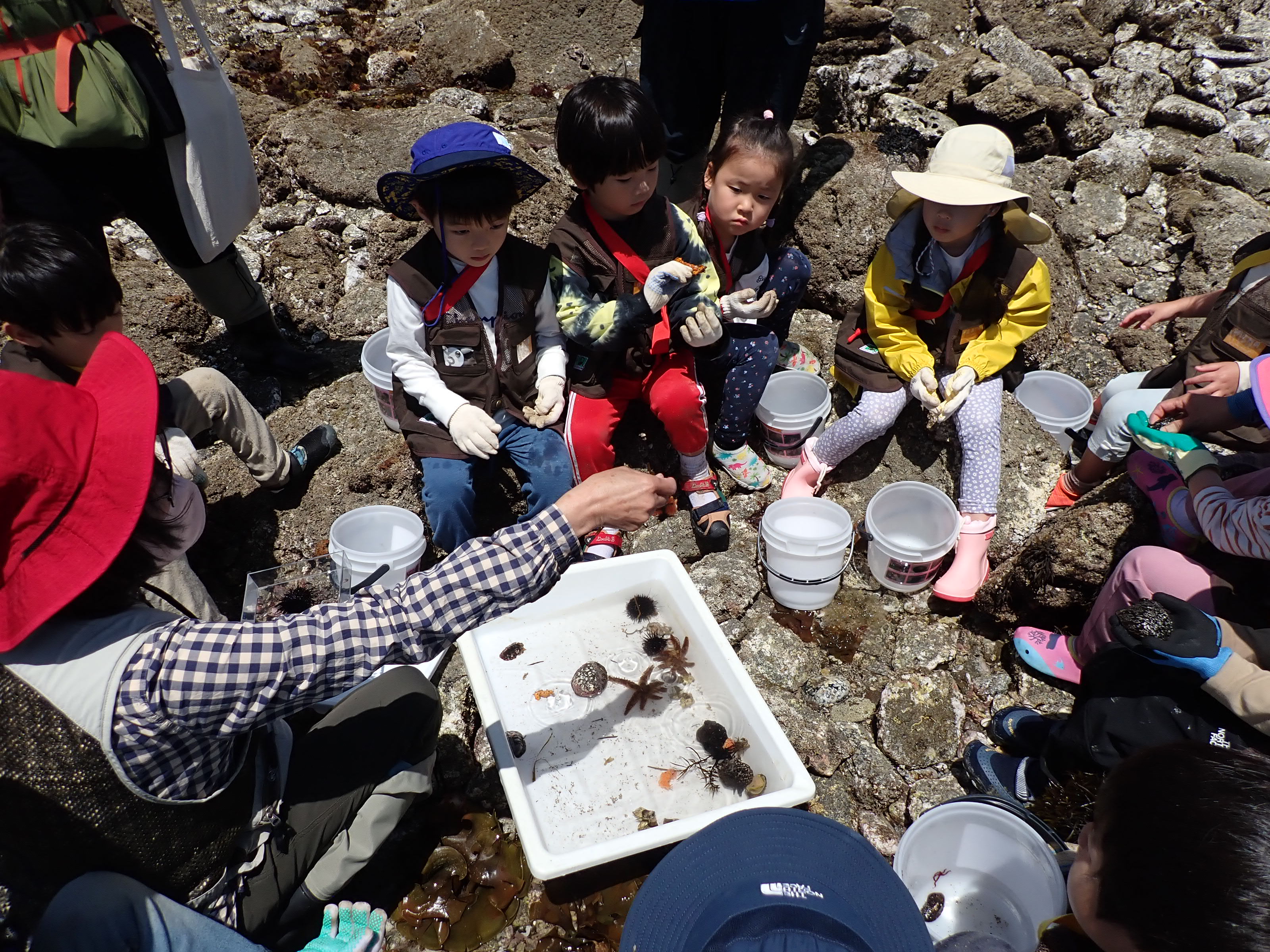 磯の潮だまりで生き物をさがす